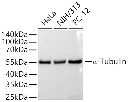 Western blot analysis of various lysates using α-Tubulin Rabbit mAb (AC049) at 1:50000 dilution incubated overnight at 4℃.|Secondary antibody: HRP-conjugated Goat anti-Rabbit IgG (H+L) (AS014) at 1:10000 dilution.|Lysates/proteins: 25 μg per lane.|Blocking buffer: 3% nonfat dry milk in TBST.|Detection: ECL Basic Kit (RM00020).|Exposure time: 30s.
