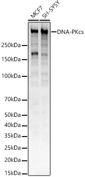 Western blot analysis of various lysates, using DNA-PKcs Rabbit mAb at  1:5000 dilution.|Secondary antibody: HRP-conjugated Goat anti-Rabbit IgG (H+L) at 1:10000 dilution.|Lysates/proteins: 25μg per lane.|Blocking buffer: 3% nonfat dry milk in TBST.|Detection: ECL Basic Kit.|Exposure time: 1s.