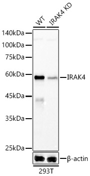 Western blot analysis of lysates from wild type(WT) and IRAK4 knockdown (KD) 293T cells, using [KD Validated] IRAK4 Rabbit mAb (A20839) at 1:1000 dilution.|Secondary antibody: HRP-conjugated Goat anti-Rabbit IgG (H+L) (AS014) at 1:10000 dilution.|Lysates/proteins: 25μg per lane.|Blocking buffer: 3% nonfat dry milk in TBST.|Detection: ECL Basic Kit (RM00020).|Exposure time: 90s.