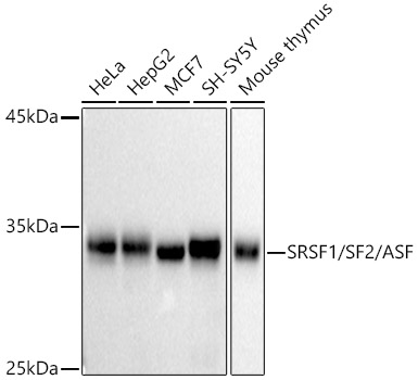 Western blot analysis of various lysates, using SRSF1/SF2/ASF Rabbit mAb at 1:1000 dilution.|Secondary antibody: HRP-conjugated Goat anti-Rabbit IgG (H+L) at 1:10000 dilution.|Lysates/proteins: 25μg per lane.|Blocking buffer: 3% nonfat dry milk in TBST.|Detection: ECL Basic Kit.|Exposure time: 30s.