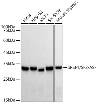 Western blot analysis of various lysates, using SRSF1/SF2/ASF Rabbit mAb at 1:3000 dilution.|Secondary antibody: HRP-conjugated Goat anti-Rabbit IgG (H+L) at 1:10000 dilution.|Lysates/proteins: 25μg per lane.|Blocking buffer: 3% nonfat dry milk in TBST.|Detection: ECL Basic Kit.|Exposure time: 10s.
