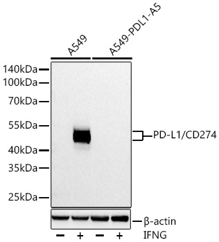 Western blot analysis of lysates from wild type (WT) and PD-L1/CD274 knockout (KO) A549 cells using PD-L1/CD274 Rabbit mAb at 1:8000  dilution incubated overnight at 4℃. Wild type (WT) and PD-L1/CD274 knockout (KO) A549 cells were treated with IFNG (100 ng/mL) at 37℃ for 48 hours.|Secondary antibody: HRP-conjugated Goat anti-Rabbit IgG (H+L) at 1:10000 dilution.|Lysates/proteins: 30 μg per lane.|Blocking buffer: 3% nonfat dry milk in TBST.|Detection: ECL Basic Kit.|Exposure time: 90s.