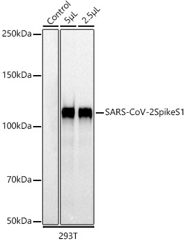 Western blot analysis of lysates from 293T cells and 293T cells transfected with SARS-CoV-2 Spike S1, using SARS-CoV-2 Spike S1 Rabbit mAb at 1:1000 dilution.|Secondary antibody: HRP-conjugated Goat anti-Rabbit IgG (H+L) at 1:10000 dilution.|Lysates/proteins: 25μg per lane.|Blocking buffer: 3% nonfat dry milk in TBST.|Detection: ECL Basic Kit.|Exposure time: 10s.