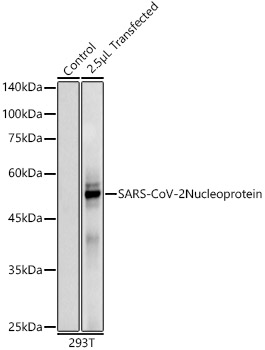 Western blot analysis of lysates from 293T cells, using SARS-CoV-2 Nucleoprotein Rabbit mAb at 1:110000 dilution.|Secondary antibody: HRP-conjugated Goat anti-Rabbit IgG (H+L) at 1:10000 dilution.|Lysates/proteins: 25μg per lane.|Blocking buffer: 3% nonfat dry milk in TBST.|Detection: ECL Basic Kit.|Exposure time: 3s.
