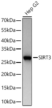 Western blot analysis of lysates from Hep G2 cells using [KO Validated] SIRT3 Rabbit mAb (A22409) at 1:1000 dilution incubated overnight at 4℃.|Secondary antibody: HRP-conjugated Goat anti-Rabbit IgG (H+L) (AS014) at 1:10000 dilution.|Lysates/proteins: 25 μg per lane.|Blocking buffer: 3% nonfat dry milk in TBST.|Detection: ECL Basic Kit (RM00020).|Exposure time: 90s.