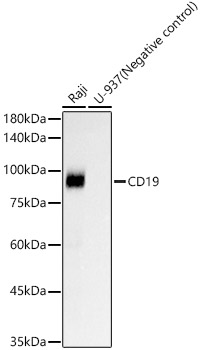 Western blot analysis of various lysates, using CD19 Rabbit mAb at 1:1000 dilution.|Secondary antibody: HRP-conjugated Goat anti-Rabbit IgG (H+L) at 1:10000 dilution.|Lysates/proteins: 25μg per lane.|Blocking buffer: 3% nonfat dry milk in TBST.|Detection: ECL Basic Kit.|Exposure time: 3s.