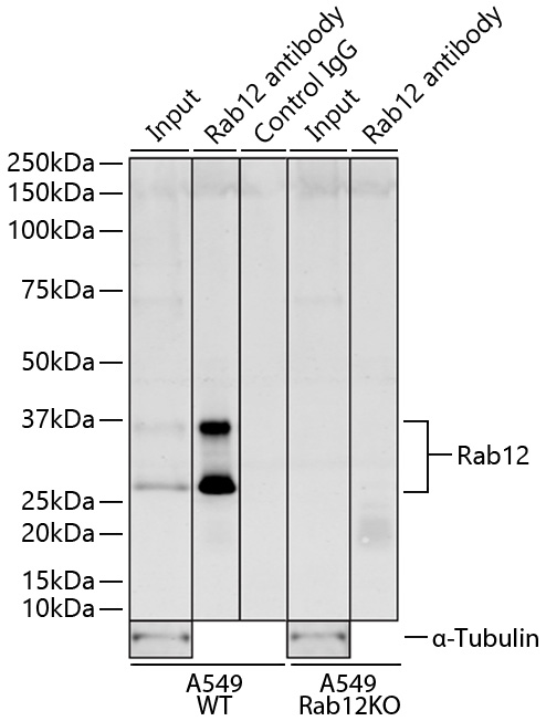 Immunoprecipitation of Rab12 from 250 µg of extracts of A549 wild-type (WT) or A549 Rab12 knock-out (Rab12 KO) cells was performed using 1.5 µg of Rab12 Rabbit mAb [MJFF-A-3F6] conjugated to MyOne™ Epoxy Dynabeads®. Negative Control IP (Control IgG) was performed using MyOne™ Epoxy Dynabeads® conjugated with Bovine Serum Albumin. IP samples were eluted with 1X reducing Laemmli Buffer. The Input lane represents 4% of the total input. Western blot analysis of immunoprecipitates was conducted using Rab12 Rabbit mAb [MJFF-A-3F6] at a dilution of 1:1000.