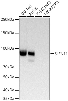 Western blot analysis of various lysates using SLFN11 Rabbit mAb at 1:5000 dilution incubated at room temperature for 1.5 hours.|Secondary antibody: HRP-conjugated Goat anti-Rabbit IgG (H+L) at 1:10000 dilution.|Lysates/proteins: 25 μg per lane.|Blocking buffer: 3% nonfat dry milk in TBST.|Detection: ECL Basic Kit.|Negative control (NC): K-562, HT-29.|Exposure time: 45 s.