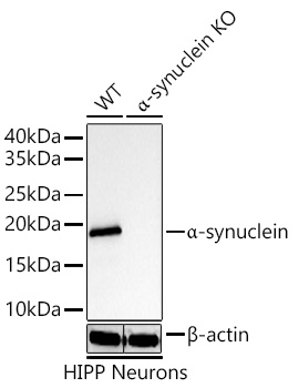 Western blot analysis of lysates from wild type (WT) and N-terminal alpha-synuclein knockout (KO) HIPP Neurons cells using [KO Validated] N-terminal alpha-synuclein mAb [MJFF-B-3A4] (A27117) at 1:5000 dilution .|Secondary antibody: HRP-conjugated Goat anti-Rabbit IgG (H+L) (AS014) at 1:10000 dilution.|Lysates/proteins: 25 μg per lane.|Blocking buffer: 3% nonfat dry milk in TBST.|Detection: ECL Basic Kit (RM00020).|Exposure time: 10s.