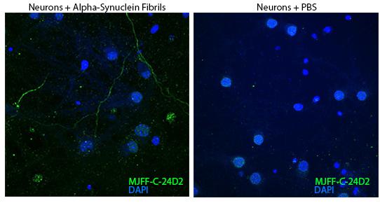 Confocal imaging of Mouse primary hippocampal neuron cells(treated with Alpha-Synuclein Fibrils) and Mouse primary hippocampal neuron cells(treated with PBS) using Alpha-synuclein Truncation 1-119 mAb [MJFF-C-24D2]  followed by a further incubation with Goat anti-Rabbit IgG (H+L), AlexaFluor 488 (Green). DAPI was used for nuclear staining (Blue). Objective: 60x.