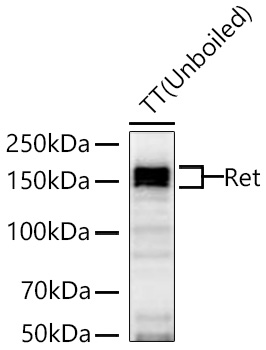 Western blot analysis of lysates from TT cells using Ret Rabbit mAb at 1:2000 dilution incubated overnight at 4℃.|Secondary antibody: HRP-conjugated Goat anti-Rabbit IgG (H+L) at 1:10000 dilution.|Lysates/proteins: 25 μg per lane.|Blocking buffer: 3% nonfat dry milk in TBST.|Detection: ECL Basic Kit.|Exposure time: 20 s.