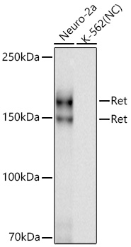Western blot analysis of various lysates using Ret Rabbit mAb at 1:1000 dilution incubated overnight at 4℃.|Secondary antibody: HRP-conjugated Goat anti-Rabbit IgG (H+L) at 1:10000 dilution.|Lysates/proteins: 25 μg per lane.|Blocking buffer: 3% nonfat dry milk in TBST.|Detection: ECL Basic Kit.|Negative control (NC): K-562|Exposure time: 30s.