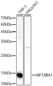 Western blot analysis of various lysates using AIF1/IBA1 Rabbit mAb at 1:900 dilution.|Secondary antibody: HRP-conjugated Goat anti-Rabbit IgG (H+L) at 1:10000 dilution.|Lysates/proteins: 25μg per lane.|Blocking buffer: 3% nonfat dry milk in TBST.|Detection: ECL Basic Kit.|Negative control (NC): HeLa.|Exposure time: 10s.