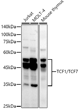 Western blot analysis of various lysates using TCF1/TCF7 Rabbit mAb at1:1000 dilution.|Secondary antibody: HRP-conjugated Goat anti-Rabbit IgG (H+L) at1:10000 dilution.|Lysates/proteins: 25μg per lane.|Blocking buffer: 3% nonfat dry milk in TBST.|Detection: ECL Basic Kit.|Exposure time: 180s.