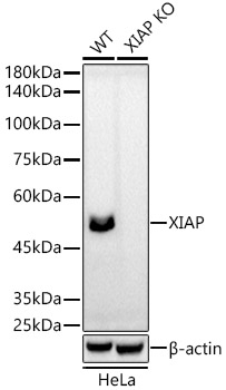 Western blot analysis of lysates from wild type (WT) and XIAP knockout (KO) HeLa cells, using [KO Validated] XIAP Rabbit mAb at  1:5000 dilution.|Secondary antibody: HRP-conjugated Goat anti-Rabbit IgG (H+L) at 1:10000 dilution.|Lysates/proteins: 25μg per lane.|Blocking buffer: 3% nonfat dry milk in TBST.|Detection: ECL Basic Kit.|Exposure time: 180s.