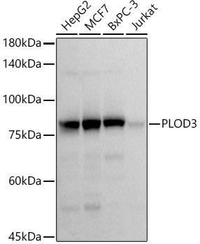 Western blot analysis of various lysates using PLOD3 Rabbit mAb at1:1000 dilution.|Secondary antibody: HRP-conjugated Goat anti-Rabbit IgG (H+L) at1:10000 dilution.|Lysates/proteins: 25μg per lane.|Blocking buffer: 3% nonfat dry milk in TBST.|Detection: ECL Basic Kit.|Exposure time: 3s.