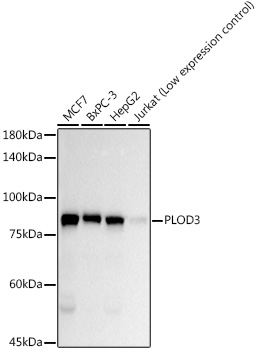 Western blot analysis of various lysates, using PLOD3 Rabbit mAb at 1:10000 dilution.|Secondary antibody: HRP-conjugated Goat anti-Rabbit IgG (H+L) at 1:10000 dilution.|Lysates/proteins: 25μg per lane.|Blocking buffer: 3% nonfat dry milk in TBST.|Detection: ECL Basic Kit.|Exposure time: 10s.