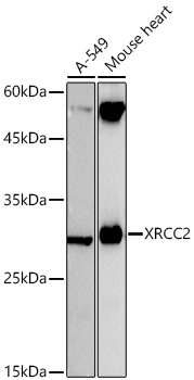 Western blot analysis of various lysates using XRCC2 Rabbit mAb (A26956) at 1:1000 dilution incubated overnight at 4℃.|Secondary antibody: HRP-conjugated Goat anti-Rabbit IgG (H+L) (AS014) at 1:10000 dilution.|Lysates/proteins: 25 μg per lane.|Blocking buffer: 3% nonfat dry milk in TBST.|Detection: ECL Basic Kit (RM00020).|Exposure time: 3s.