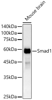 Western blot analysis of lysates from Mouse brain, using Smad1 Rabbit mAb at 1:1000 dilution.|Secondary antibody: HRP-conjugated Goat anti-Rabbit IgG (H+L) at 1:10000 dilution.|Lysates/proteins: 25μg per lane.|Blocking buffer: 3% nonfat dry milk in TBST.|Detection: ECL Basic Kit.|Exposure time: 180s.