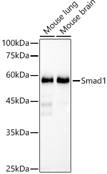 Western blot analysis of various lysates using [KO Validated] Smad1 Rabbit mAb at1:1000 dilution.|Secondary antibody: HRP-conjugated Goat anti-Rabbit IgG (H+L) at1:10000 dilution.|Lysates/proteins: 25μg per lane.|Blocking buffer: 3% nonfat dry milk in TBST.|Detection: ECL Basic Kit.|Exposure time: 90s.