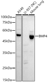 Western blot analysis of various lysates, using BMP4 Rabbit mAb at1:1000 dilution.|Secondary antibody: HRP-conjugated Goat anti-Rabbit IgG (H+L) at1:10000 dilution.|Lysates/proteins: 25μg  per lane.|Blocking buffer: 3% nonfat dry milk in TBST.|Detection: ECL Basic Kit.|Negative control (NC): U-937|Exposure time: 90s.