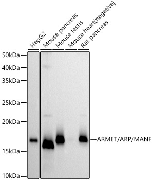 Western blot analysis of various lysates, using ARMET/ARP/MANF Rabbit mAb at 1:3000 dilution.|Secondary antibody: HRP-conjugated Goat anti-Rabbit IgG (H+L) at 1:10000 dilution.|Lysates/proteins: 25μg per lane.|Blocking buffer: 3% nonfat dry milk in TBST.|Detection: ECL Basic Kit.|Exposure time: 30s.
