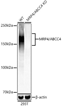 Western blot analysis of lysates from wild type (WT) and MRP4/ABCC4 knockdown (KD) 293T cells, using [KD Validated] MRP4/ABCC4 Rabbit mAb at 1:1000 dilution.|Secondary antibody: HRP-conjugated Goat anti-Rabbit IgG (H+L) at 1:10000 dilution.|Lysates/proteins: 25μg per lane.|Blocking buffer: 3% nonfat dry milk in TBST.|Detection: ECL Basic Kit.|Exposure time: 60s.