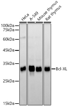 Western blot analysis of various lysates, using Bcl-XL Rabbit mAb at 1:2200 dilution.|Secondary antibody: HRP-conjugated Goat anti-Rabbit IgG (H+L) at 1:10000 dilution.|Lysates/proteins: 25μg per lane.|Blocking buffer: 3% nonfat dry milk in TBST.|Detection: ECL Basic Kit.|Exposure time: 90s.