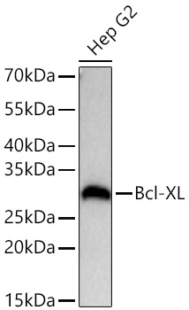 Western blot analysis of lysates from Hep G2 cells using Bcl-XL Rabbit mAb at 1:2000 dilution incubated at room temperature for 1.5 hours.|Secondary antibody: HRP-conjugated Goat anti-Rabbit IgG (H+L) at 1:10000 dilution.|Lysates/proteins: 25 μg per lane.|Blocking buffer: 3% nonfat dry milk in TBST.|Detection: ECL Basic Kit.|Exposure time: 45 s.