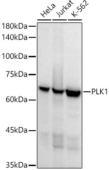 Western blot analysis of extracts of various cell lines, using PLK1 Rabbit mAb at 1:1000 dilution.|Secondary antibody: HRP Goat Anti-Rabbit IgG (H+L) at1:10000 dilution.|Lysates/proteins: 25μg  per lane.|Blocking buffer: 3% nonfat dry milk in TBST.|Detection: ECL Basic Kit.|Exposure time: 10s.