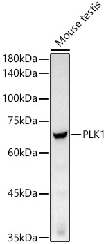 Western blot analysis of lysates from Mouse testis, using PLK1 Rabbit mAb at 1:1000 dilution.|Secondary antibody: HRP-conjugated Goat anti-Rabbit IgG (H+L) at 1:10000 dilution.|Lysates/proteins: 25μg per lane.|Blocking buffer: 3% nonfat dry milk in TBST.|Detection: ECL Basic Kit.|Exposure time: 90s.