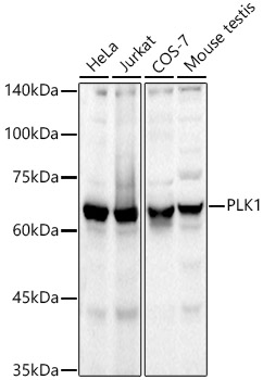 Western blot analysis of various lysates using PLK1 Rabbit mAb at 1:1000 dilution incubated overnight at 4°C.|Secondary antibody: HRP-conjugated Goat anti-Rabbit IgG (H+L) at 1:10000 dilution.|Lysates/proteins: 25μg per lane.|Blocking buffer: 3% nonfat dry milk in TBST.|Detection: ECL Basic Kit.|Exposure time: 30s.