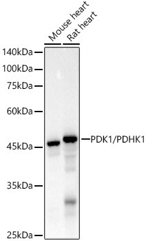 Western blot analysis of various lysates, using PDK1/PDHK1 Rabbit mAb at 1:20000 dilution.|Secondary antibody: HRP-conjugated Goat anti-Rabbit IgG (H+L) at 1:10000 dilution.|Lysates/proteins: 25μg per lane.|Blocking buffer: 3% nonfat dry milk in TBST.|Detection: ECL Basic Kit.|Exposure time: 10s.