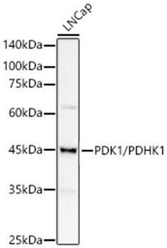 Western blot analysis of various lysates from LNCaP using PDK1/PDHK1 Rabbit mAb at 1:20000 dilution incubated overnight at 4℃.|Secondary antibody: HRP-conjugated Goat anti-Rabbit IgG (H+L) at 1:10000 dilution.|Lysates/proteins: 25μg per lane.|Blocking buffer: 3% nonfat dry milk in TBST.|Detection: ECL Basic Kit.|Exposure time: 90s.