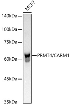 Western blot analysis of lysates from MCF7 cells, using [KO Validated] PRMT4/CARM1 Rabbit mAb (A21106) at1:1000 dilution.|Secondary antibody: HRP-conjugated Goat anti-Rabbit IgG (H+L) (AS014) at1:10000 dilution.|Lysates/proteins: 25μg per lane.|Blocking buffer: 3% nonfat dry milk in TBST.|Detection: ECL Basic Kit (RM00020).|Exposure time: 1s.