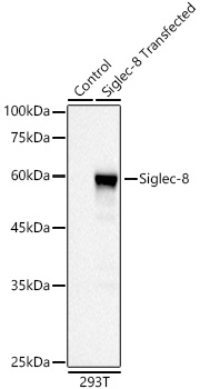 Western blot analysis of lysates from wild type (WT) and 293T cells transfected with Siglec-8 using Siglec-8 Rabbit mAb at1:2000 dilution.|Secondary antibody: HRP-conjugated Goat anti-Rabbit IgG (H+L) at1:10000 dilution.|Lysates/proteins: 25μg  per lane.|Blocking buffer: 3% nonfat dry milk in TBST.|Detection: ECL Basic Kit.|Exposure time: 90s.