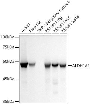 Western blot analysis of various lysates, using ALDH1A1 Rabbit mAb at 1:20000 dilution.|Secondary antibody: HRP-conjugated Goat anti-Rabbit IgG (H+L) at 1:10000 dilution.|Lysates/proteins: 25μg per lane.|Blocking buffer: 3% nonfat dry milk in TBST.|Detection: ECL Basic Kit.|Negative control (NC): THP-1|Exposure time: 10s.