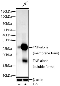 Western blot analysis of various lysates, using TNF-α Rabbit mAb at1:34000 dilution. THP-1 cells were treated with LPS (1 μg/ml) at 37℃ for 8 hours.|Secondary antibody: HRP-conjugated Goat anti-Rabbit IgG (H+L) at 1:10000 dilution.|Lysates/proteins: 25μg per lane.|Blocking buffer: 3% nonfat dry milk in TBST.|Detection: ECL Basic Kit.|Exposure time: 90s.