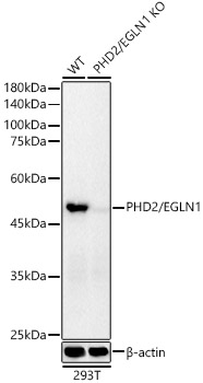 Western blot analysis of lysates from wild type (WT) and PHD2/EGLN1 knockout (KO) 293T cells, using [KO Validated] PHD2/EGLN1 Rabbit mAb (A21252) at 1:20000 dilution.|Secondary antibody: HRP-conjugated Goat anti-Rabbit IgG (H+L) (AS014) at 1:10000 dilution.|Lysates/proteins: 25μg per lane.|Blocking buffer: 3% nonfat dry milk in TBST.|Detection: ECL Basic Kit (RM00020).|Exposure time: 8s.