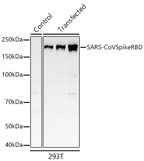 Western blot analysis of lysates from wild type (WT) and 293T cells transfected with SARS-CoV Spike RBD using SARS-CoV Spike RBD Rabbit mAb at 1:2000 dilution. |Secondary antibody: HRP-conjugated Goat anti-Rabbit IgG (H+L) at 1:10000 dilution.|Lysates/proteins: 25μg per lane.|Blocking buffer: 3% nonfat dry milk in TBST.|Detection: ECL Basic Kit.|Exposure time: 10s.