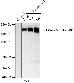 Western blot analysis of lysates from wild type (WT) and 293T cells transfected with SARS-CoV Spike RBD using SARS-CoV Spike RBD Rabbit mAb at 1:2000 dilution. |Secondary antibody: HRP-conjugated Goat anti-Rabbit IgG (H+L) at 1:10000 dilution.|Lysates/proteins: 25μg per lane.|Blocking buffer: 3% nonfat dry milk in TBST.|Detection: ECL Basic Kit.|Exposure time: 30s.