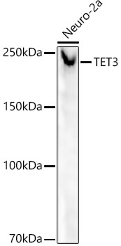 Western blot analysis of lysates from Neuro-2a cells, using TET3 Rabbit mAb (A21930) at 1:20000 dilution.Secondary antibody: HRP-conjugated Goat anti-Rabbit IgG (H+L) (AS014) at 1:10000 dilution.Lysates/proteins: 25μg per lane.Blocking buffer: 3% nonfat dry milk in TBST.Detection: ECL Basic Kit (RM00020).Exposure time: 90s.