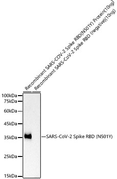 Western blot analysis of recombinant SARS-CoV-2 Spike RBD (N501Y) Protein, using SARS-CoV-2 Spike RBD (N501Y) Rabbit mAb at 1:10000 dilution.|Secondary antibody: HRP-conjugated Goat anti-Rabbit IgG (H+L) at 1:10000 dilution.|Lysates/proteins: 100 ng per lane.|Blocking buffer: 3% nonfat dry milk in TBST.|Detection: ECL Basic Kit.|Exposure time: 3s.