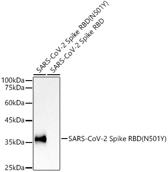 Western blot analysis of various lysates using SARS-CoV-2 Spike RBD (N501Y) Rabbit mAb at1:10000 dilution.|Secondary antibody: HRP-conjugated Goat anti-Rabbit IgG (H+L) at 1:10000 dilution.|Lysates/proteins: 25μg per lane.|Blocking buffer: 3% nonfat dry milk in TBST.|Detection: ECL Basic Kit.|Exposure time: 3s.