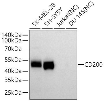 Western blot analysis of various lysates using CD200 Rabbit mAb at 1:5000 dilution incubated overnight at 4℃.|Secondary antibody: HRP-conjugated Goat anti-Rabbit IgG (H+L) at 1:10000 dilution.|Lysates/proteins: 25 μg per lane.|Blocking buffer: 3% nonfat dry milk in TBST.|Detection: ECL Basic Kit.|Negative control (NC): Jurkat, DU 145.|Exposure time: 45 s.
