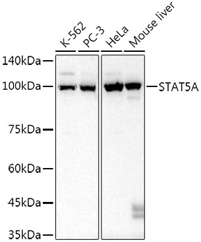 Western blot analysis of various lysates using STAT5A Rabbit mAb at  1:20000 dilution.|Secondary antibody: HRP-conjugated Goat anti-Rabbit IgG (H+L) at 1:10000 dilution.|Lysates/proteins: 25μg per lane.|Blocking buffer: 3% nonfat dry milk in TBST.|Detection: ECL Basic Kit.|Exposure time: 1s.