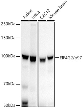 Western blot analysis of various lysates, using EIF4G2/p97 Rabbit mAb at  1:5000 dilution.|Secondary antibody: HRP-conjugated Goat anti-Rabbit IgG (H+L) at 1:10000 dilution.|Lysates/proteins: 25μg per lane.|Blocking buffer: 3% nonfat dry milk in TBST.|Detection: ECL Basic Kit.|Exposure time: 30s.