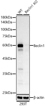 Western blot analysis of lysates from wild type (WT) and Beclin1 knockout (KO) 293T(KO) cells, using [KO Validated] Beclin 1 Rabbit mAb at 1:30000 dilution.|Secondary antibody: HRP-conjugated Goat anti-Rabbit IgG (H+L) at 1:10000 dilution.|Lysates/proteins: 25μg per lane.|Blocking buffer: 3% nonfat dry milk in TBST.|Detection: ECL Basic Kit.|Exposure time: 10s.
