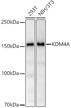 Western blot analysis of various lysates using KDM4A Rabbit mAb at1:20000 dilution.|Secondary antibody: HRP-conjugated Goat anti-Rabbit IgG (H+L) at 1:10000 dilution.|Lysates/proteins: 25μg per lane.|Blocking buffer: 3% nonfat dry milk in TBST.|Detection: ECL Basic Kit.|Exposure time: 30s.