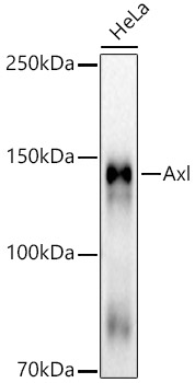Western blot analysis of lysates from HeLa cells, using Axl Rabbit mAb at 1:3000 dilution.|Secondary antibody: HRP-conjugated Goat anti-Rabbit IgG (H+L) at 1:10000 dilution.|Lysates/proteins: 25μg per lane.|Blocking buffer: 3% nonfat dry milk in TBST.|Detection: ECL Basic Kit.|Exposure time: 30s.